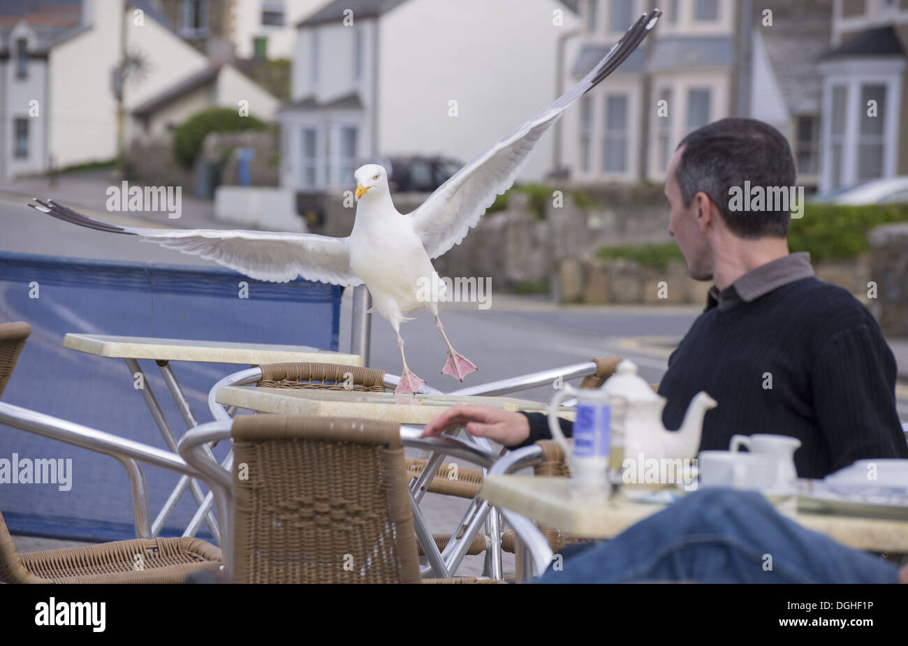 Herring Gull (Larus argentatus) adult breeding plumage in flight