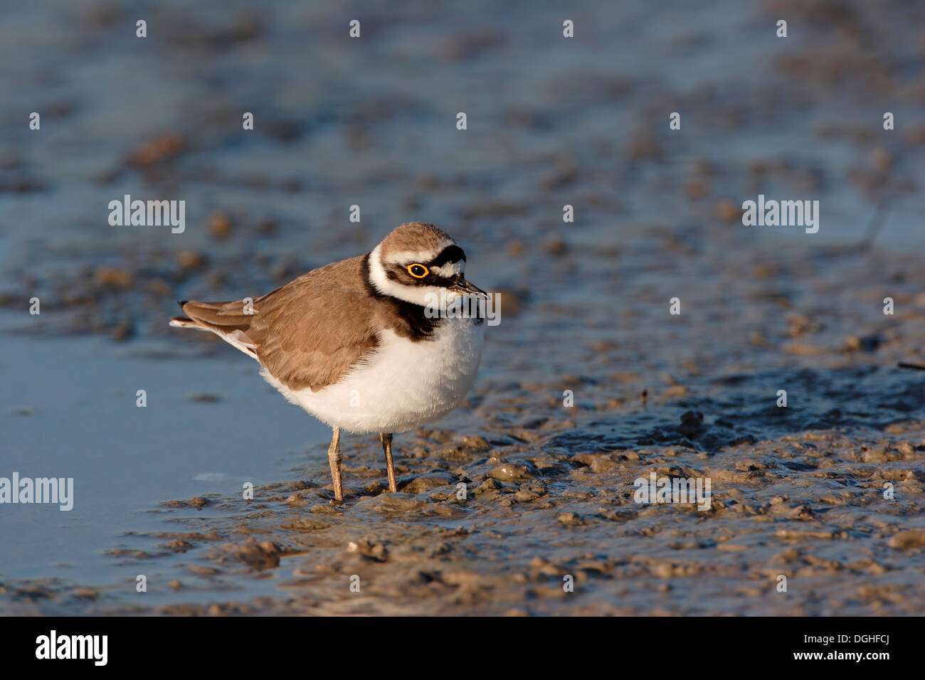 Little Ringed Plover (Charadrius dubius) adult, breeding plumage, standing on mud, Kos, Dodecanese, Aegean, Greece, May Stock Photo
