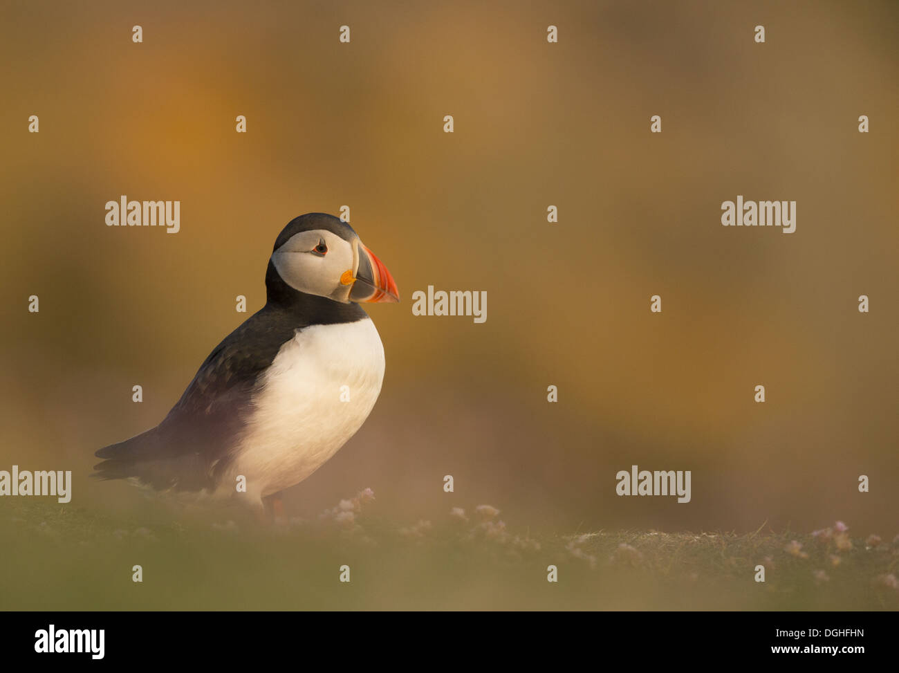 Atlantic Puffin (Fratercula arctica) adult breeding plumage standing on clifftop in evening sunlight Fair Isle Shetland Islands Stock Photo