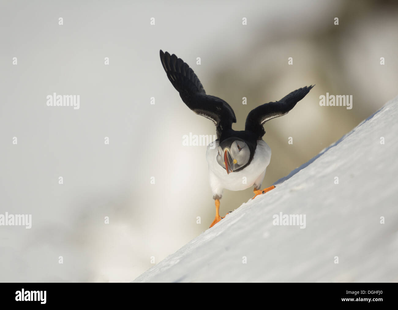 Atlantic puffin winter plumage hi-res stock photography and images - Alamy