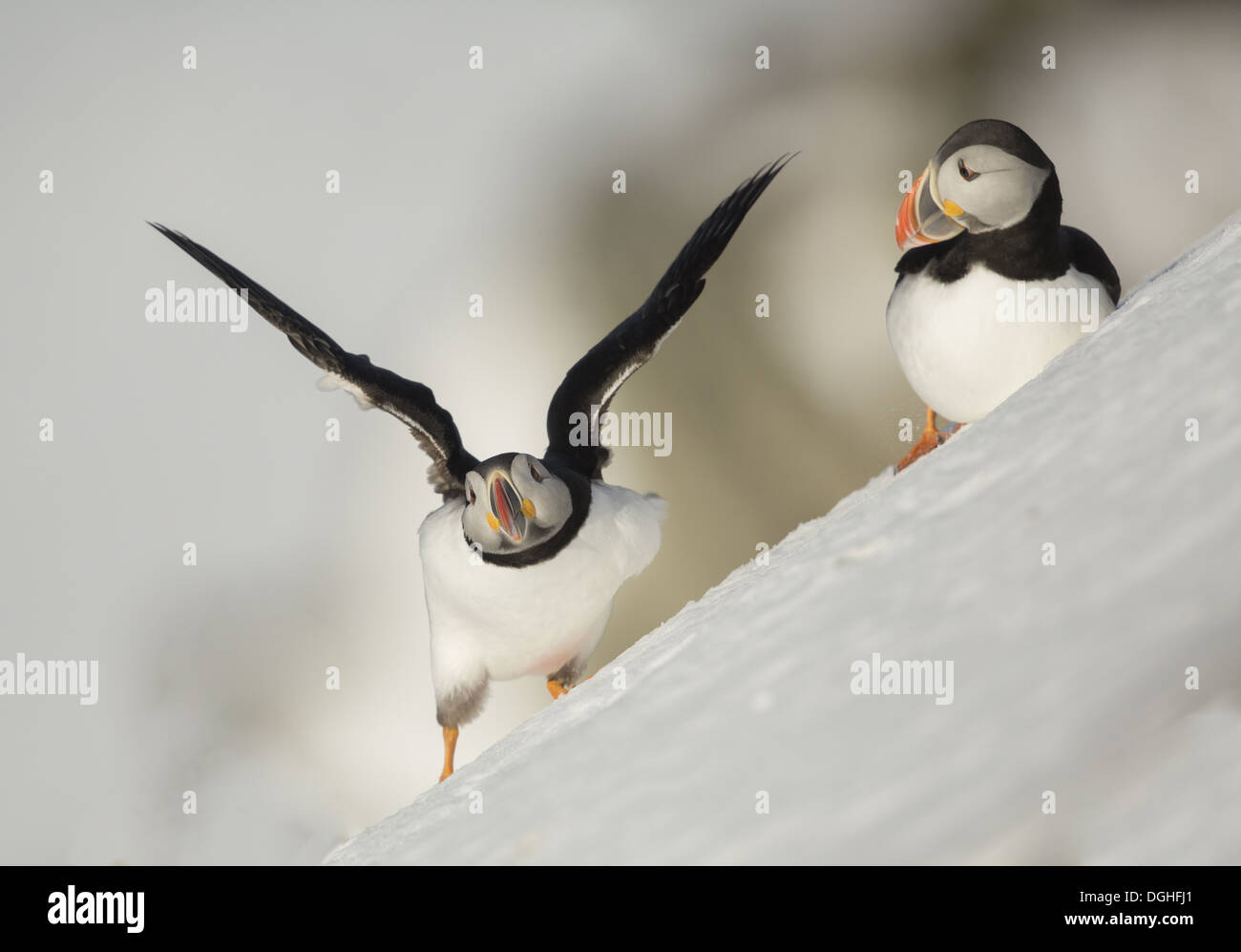 Two puffins snow hi-res stock photography and images - Alamy