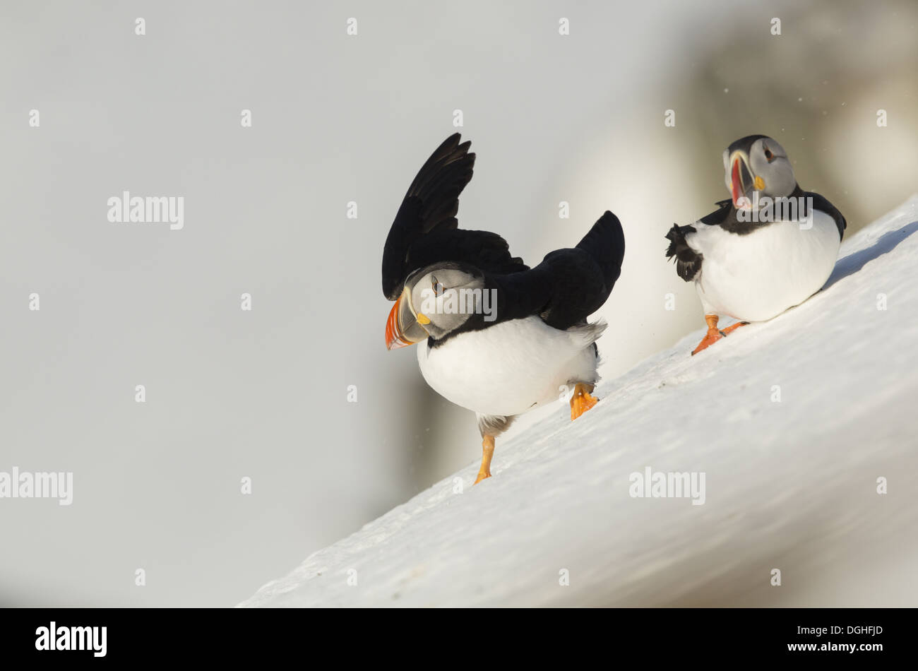 Atlantic Puffin (Fratercula arctica) two adults, breeding plumage ...