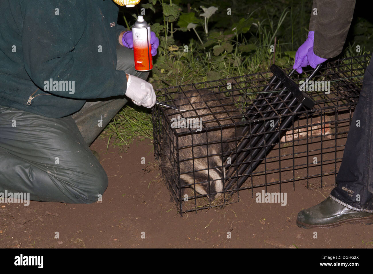 Eurasian Badger (Meles meles) bovine tuberculosis vaccination scheme ...