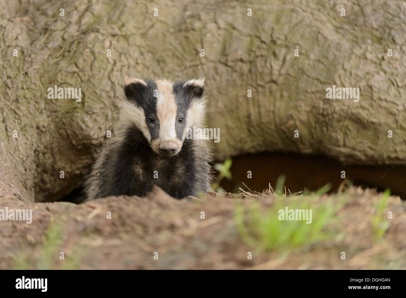 Eurasian Badger (Meles meles) cub, looking out from sett entrance under oak tree, Blithfield, Staffordshire, England, June Stock Photo