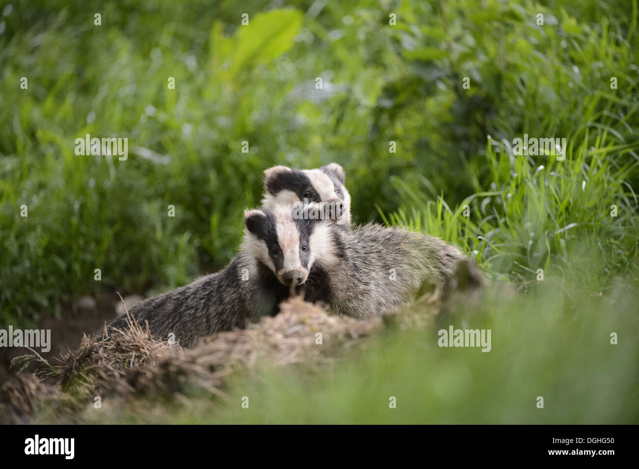 Eurasian Badger (Meles meles) adult and cub, standing near sett, Blithfield, Staffordshire, England, June Stock Photo