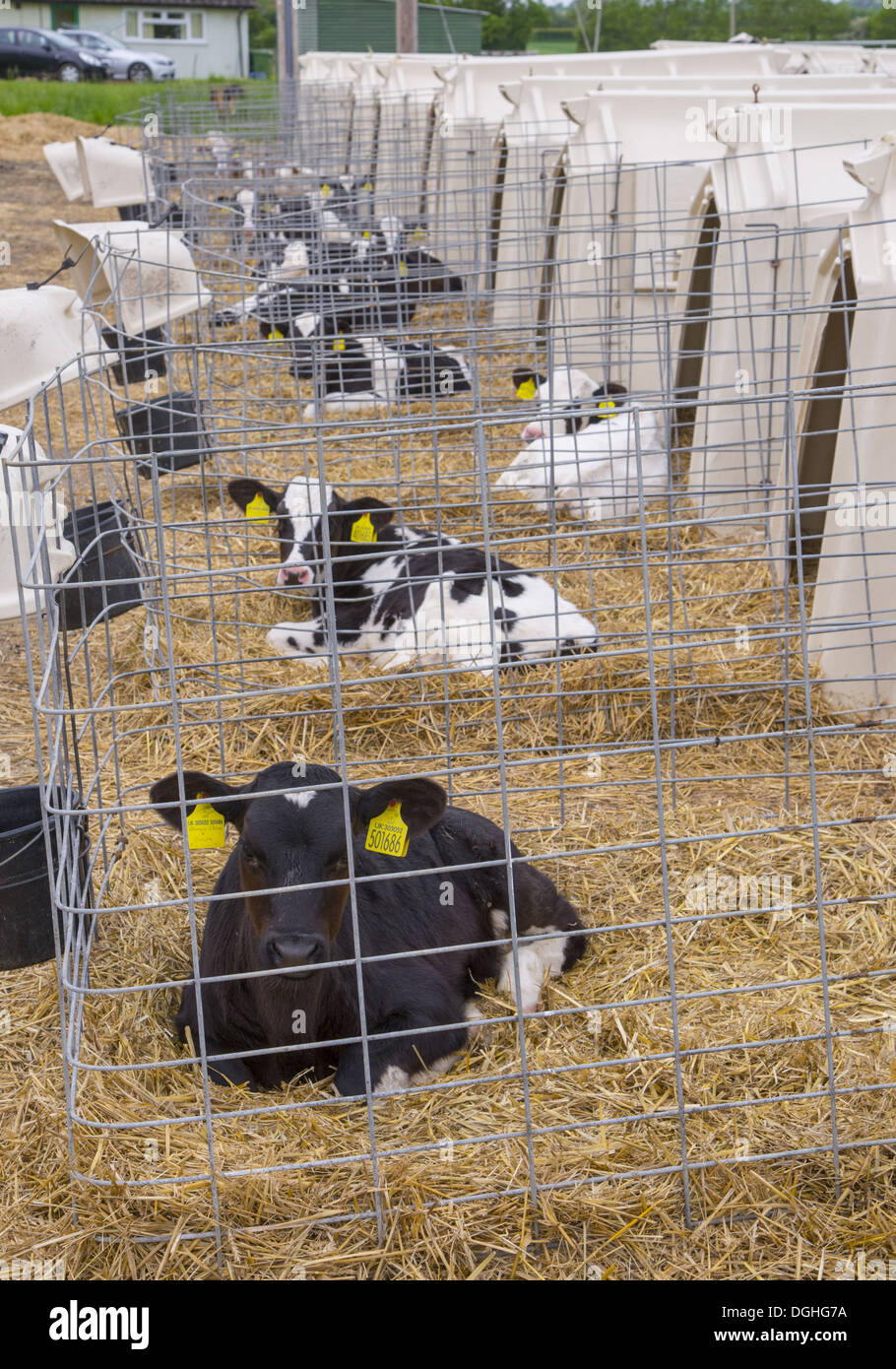 Domestic Cattle, Holstein calves resting on straw bedding in calf ...