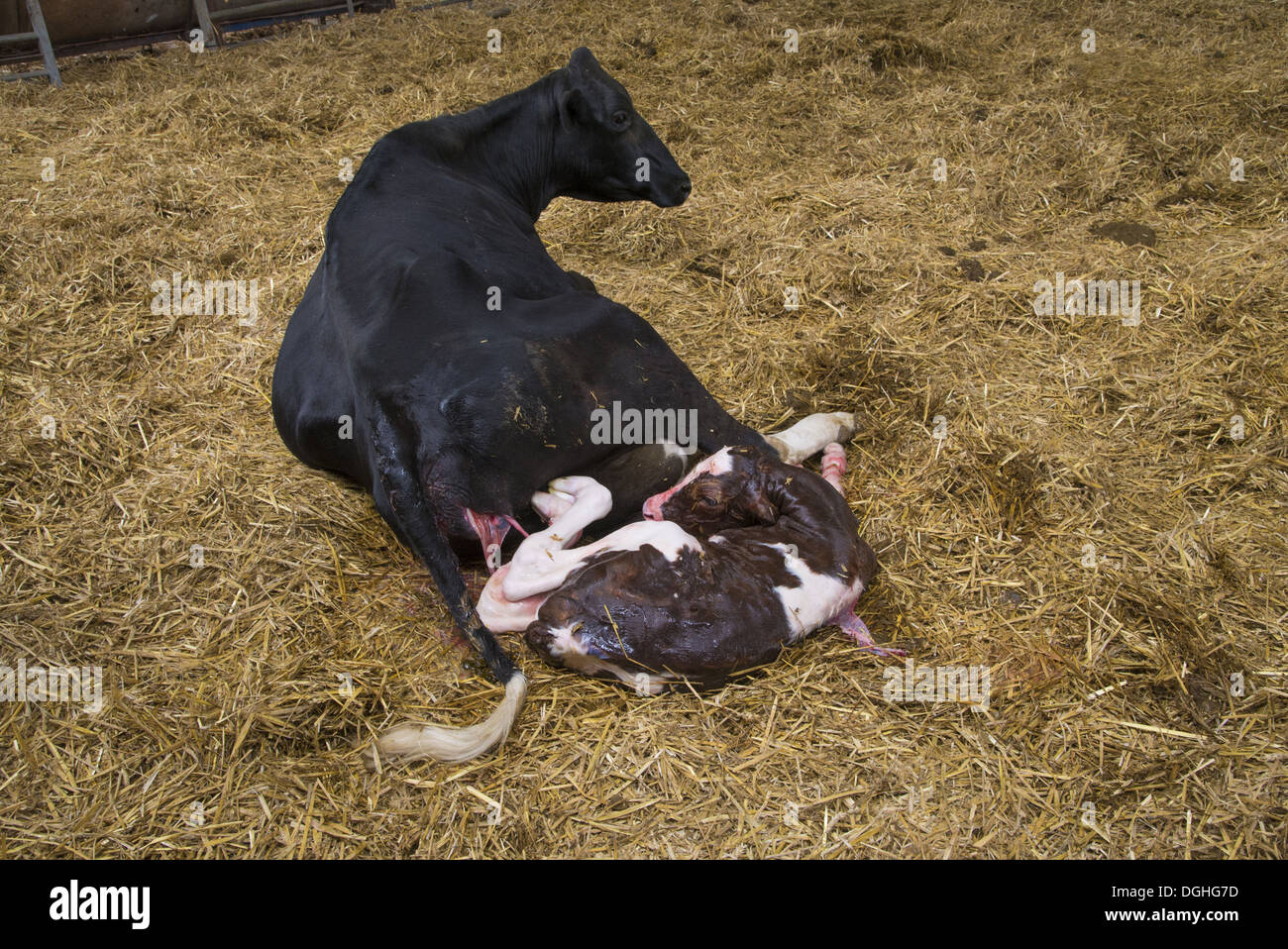Domestic Cattle, Holstein cow with newly born Red Holstein bull calf