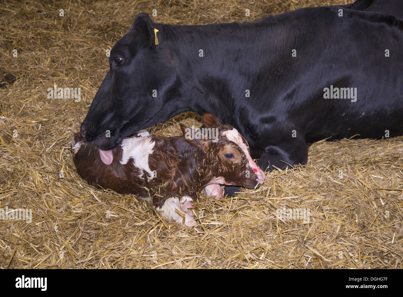 Domestic Cattle, Holstein cow licking newly born Red Holstein bull