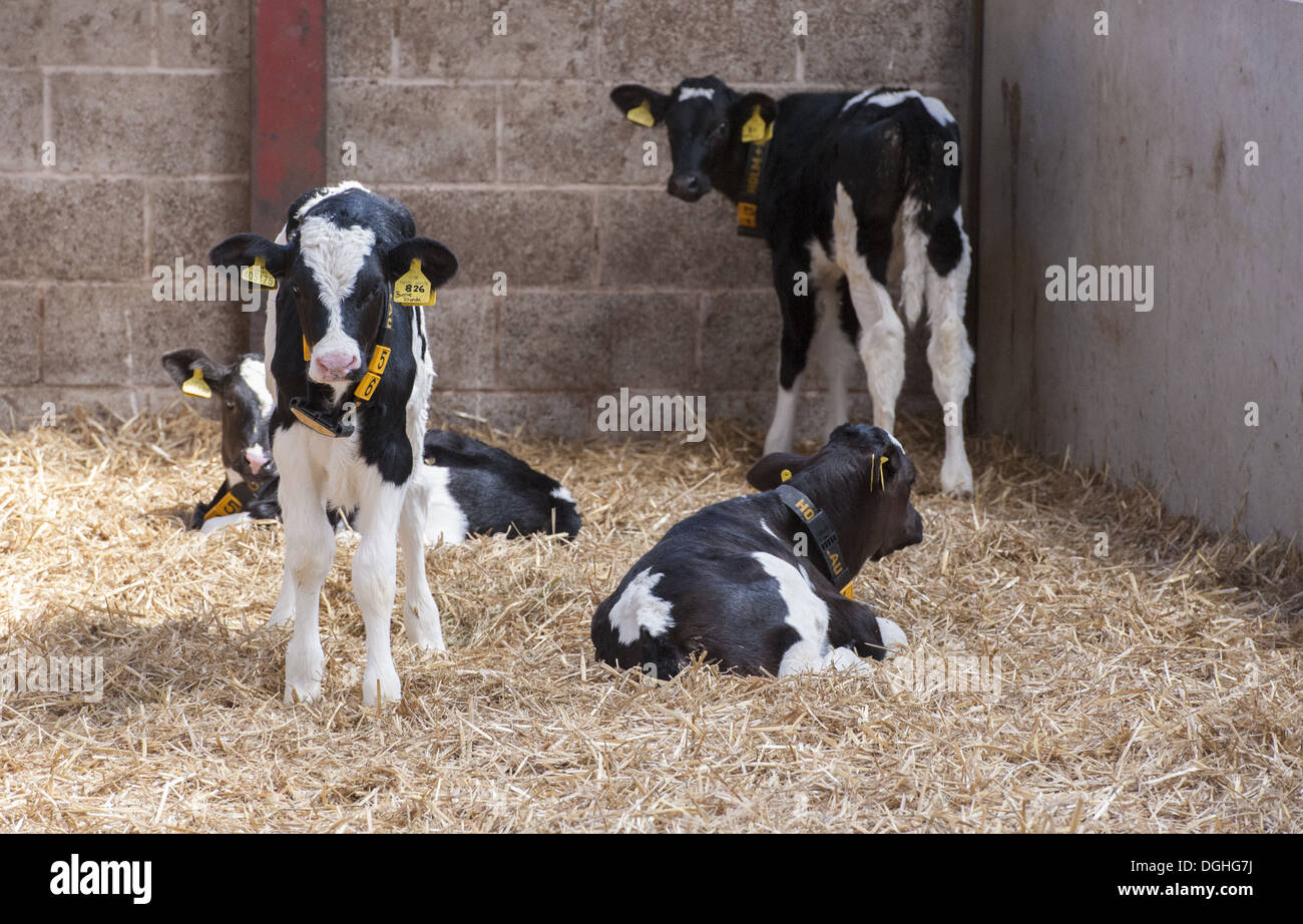Domestic Cattle, Holstein calves, with ear tags and radio