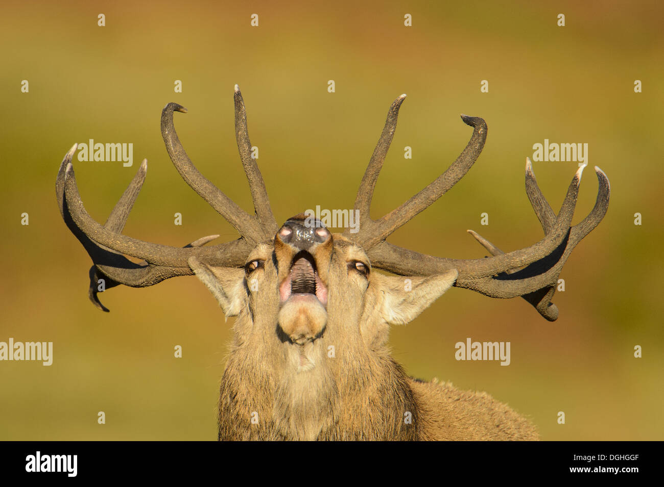 Red Deer (Cervus elaphus) mature stag close-up of head roaring during rutting season Bradgate Park Leicestershire England Stock Photo