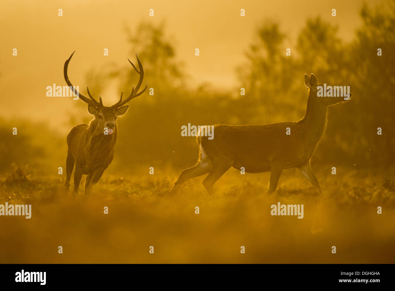 deer hunter 5 tracking trophies v1.2 patch deer hunter 5 tracking trophies v1.2 patch