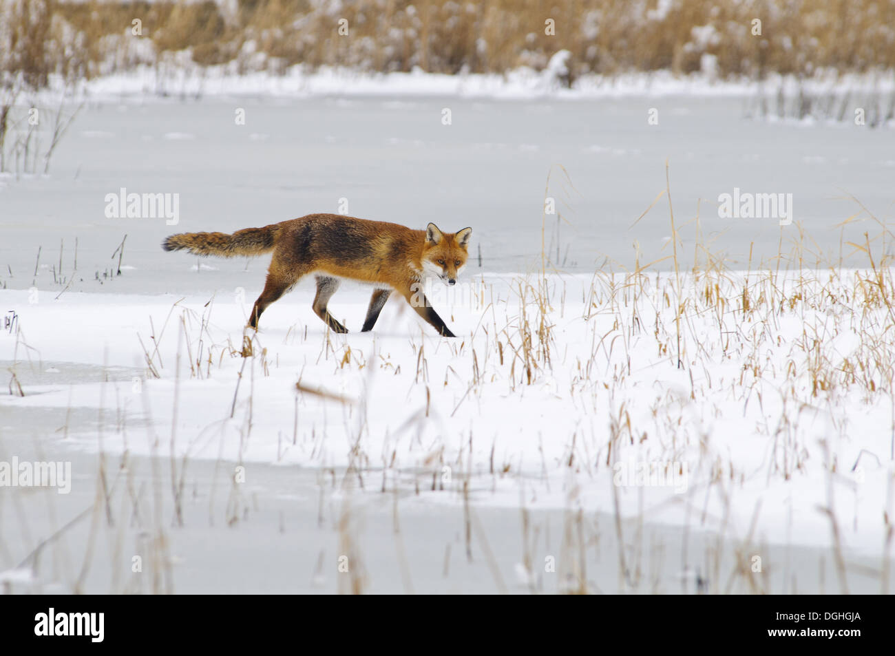European Red Fox (Vulpes vulpes) adult walking across snow covered grassland at edge of frozen wader scrape Crossness Nature Stock Photo