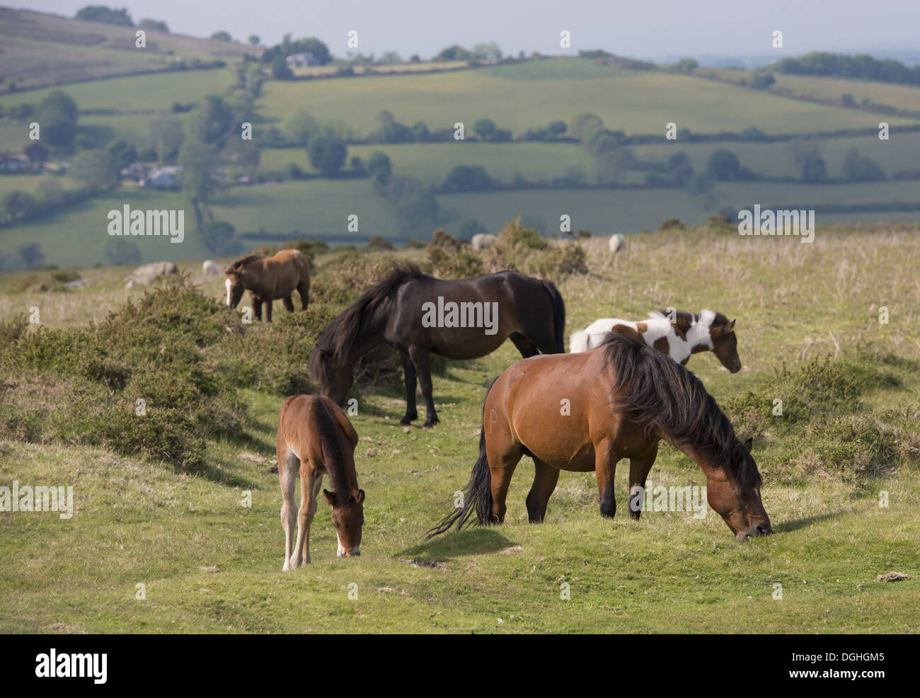 Horse, Dartmoor Pony, mares and foals, grazing on moorland, Dartmoor