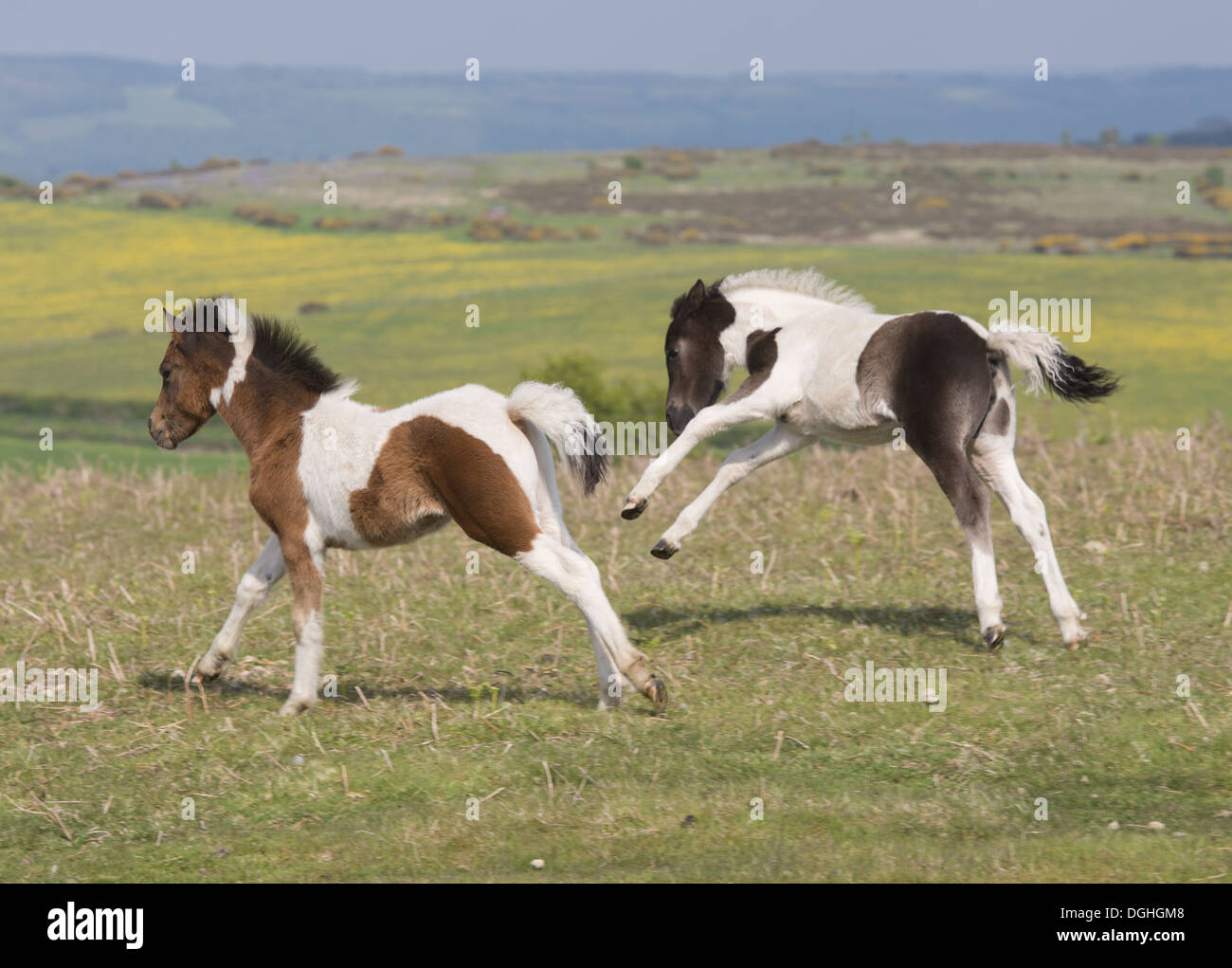 Horse, Dartmoor Pony, two foals, galloping on moorland, Dartmoor, Devon