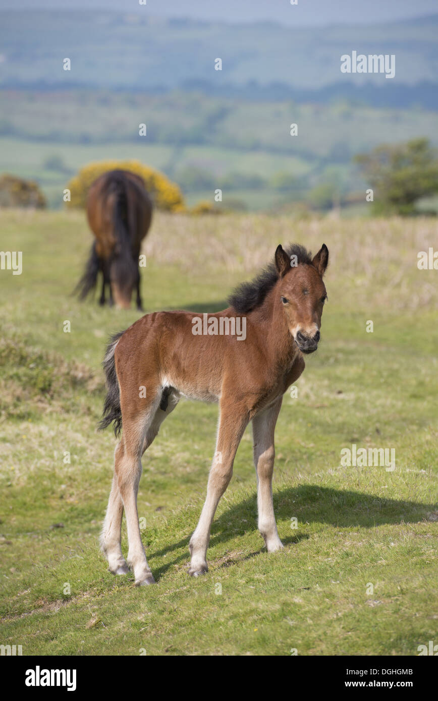 Horse, Dartmoor Pony, foal, standing on moorland, with mare grazing in
