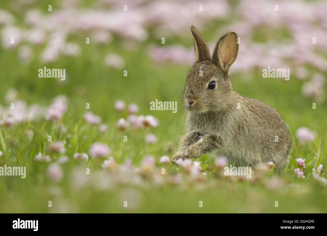 European Rabbit (Oryctolagus cuniculus) young, running amongst Thrift ...