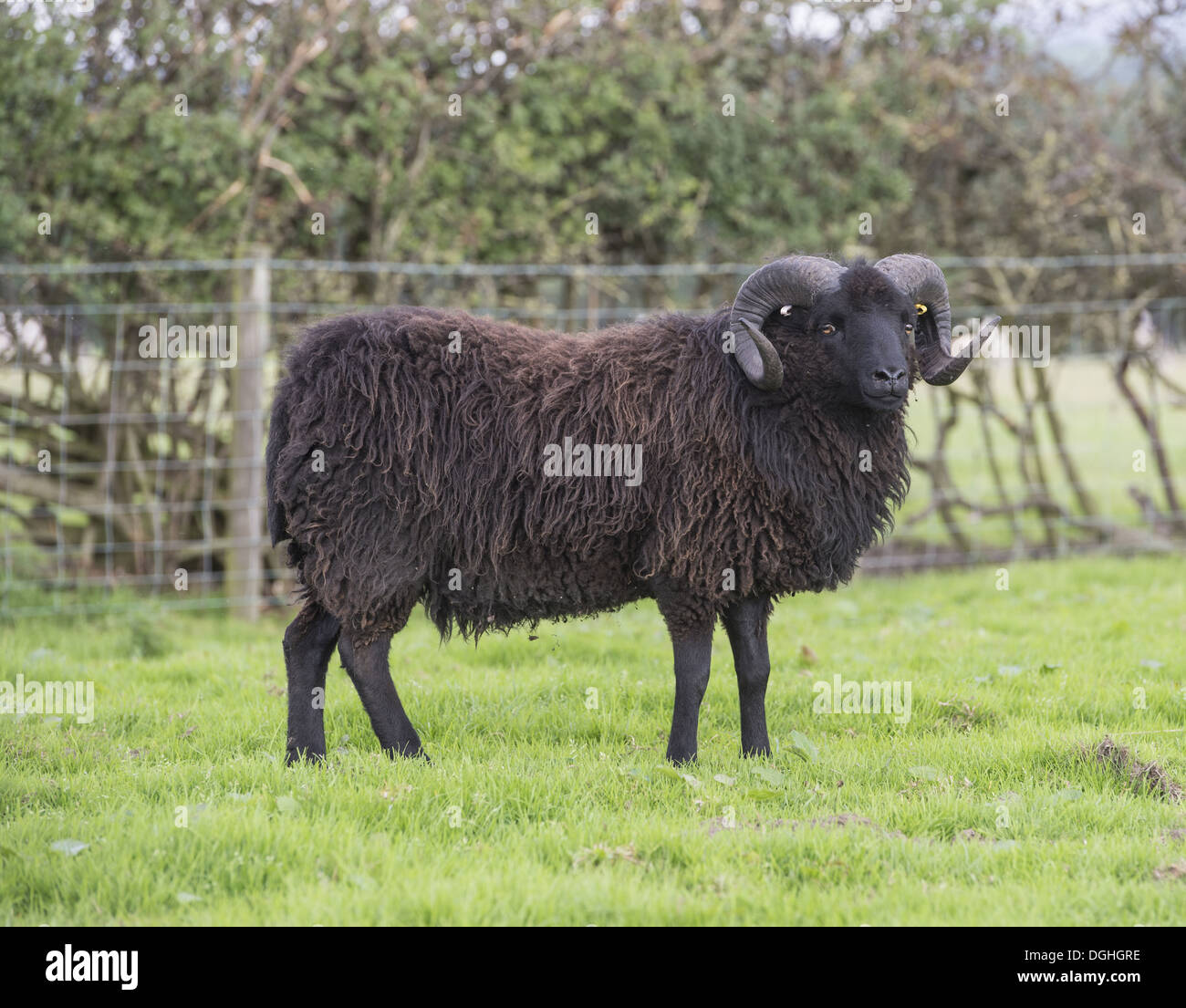 Domestic Sheep, Hebridean, ram, standing in pasture, Gisburn