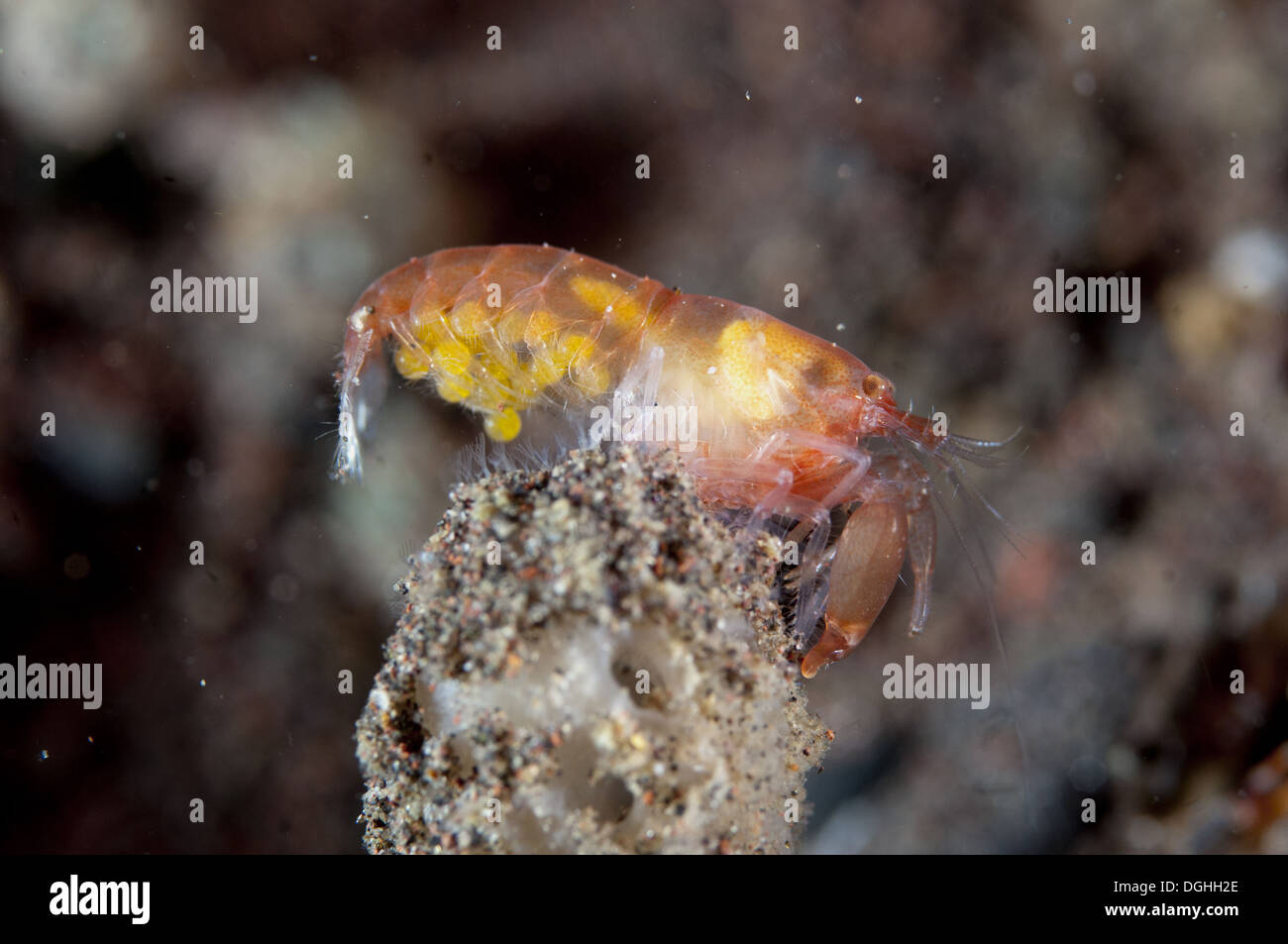 Snapping Shrimp (Synalpheus sp.) adult female, with eggs, on reef at night Seraya, Bali, Lesser Sunda Islands, Indonesia, April Stock Photo
