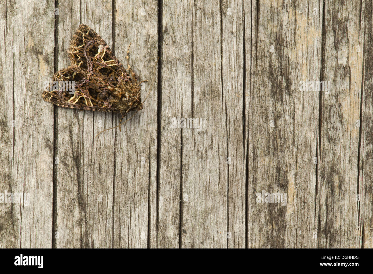 Campion Hadena Rivularis Adult Resting On Wooden Plank