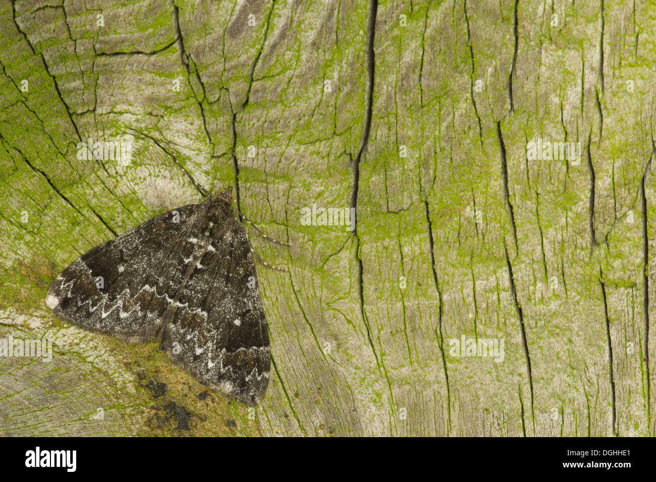 Dark marbled carpet hires stock photography and images Alamy