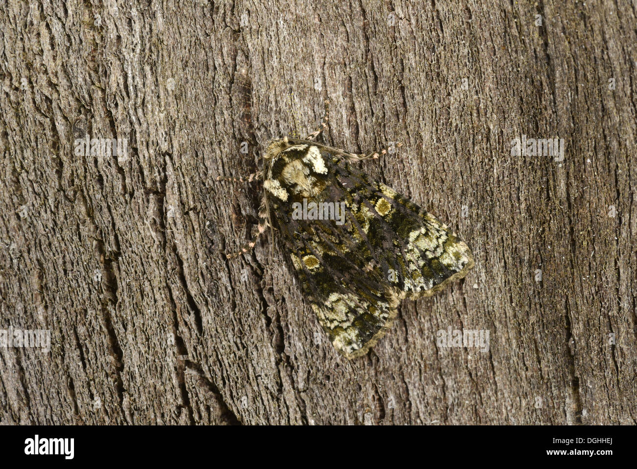 Coronet Moth (Craniophora ligustri) adult, resting on bark, Oxfordshire, England, July Stock Photo