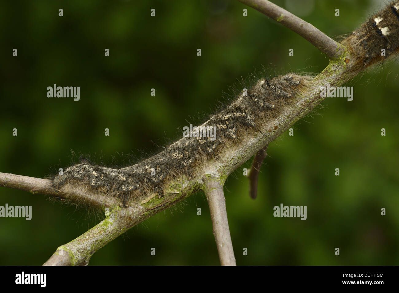 Lappet Moth (Gastropacha quercifolia) full grown larva, on hawthorn twig, Oxfordshire, England, May Stock Photo