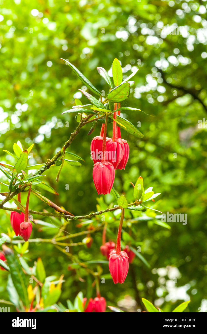 Crinodendron hookerianum, Chilean Lantern Tree Stock Photo