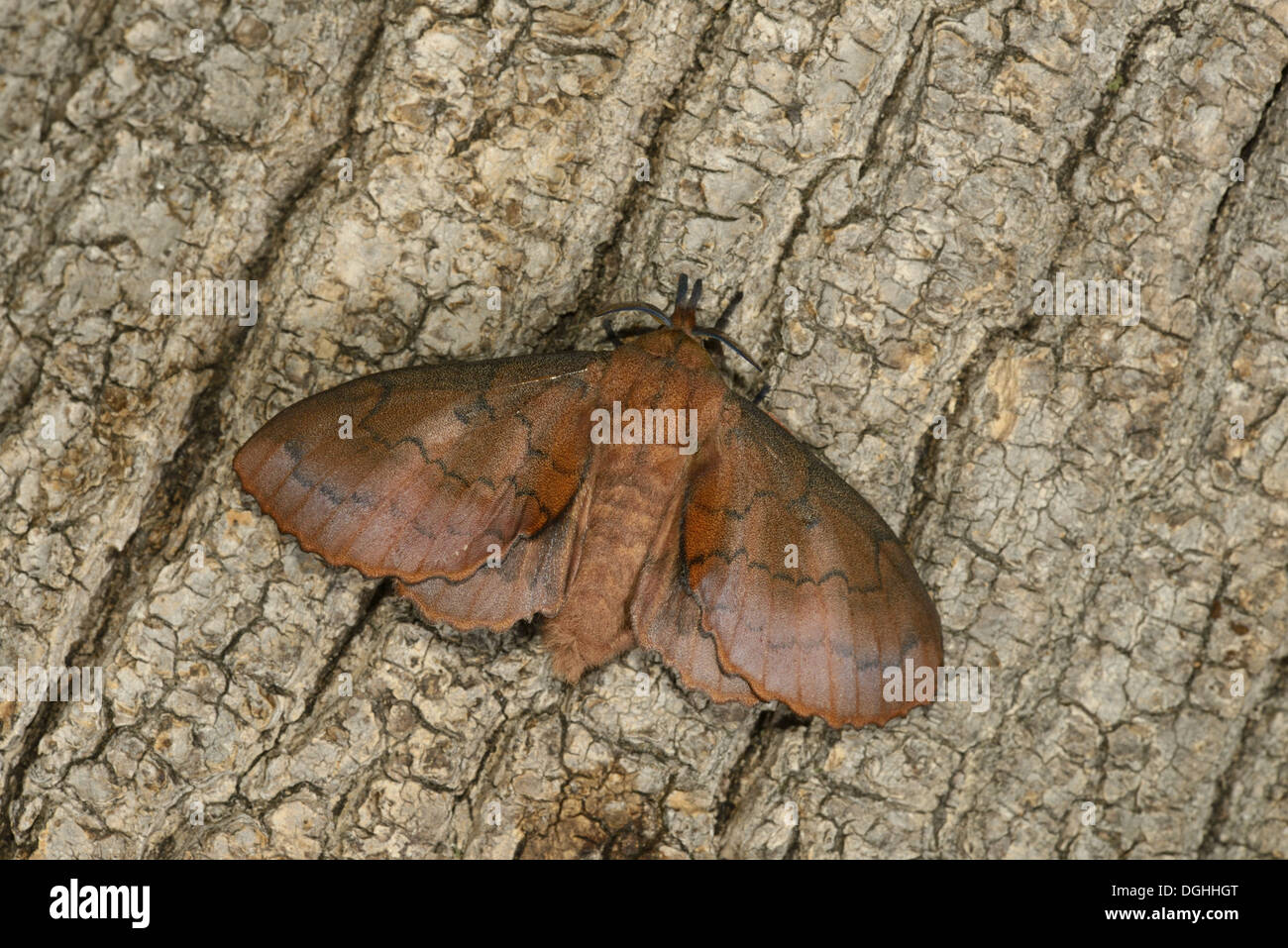 Lappet Moth (Gastropacha quercifolia) adult, resting on tree trunk, Oxfordshire, England, July Stock Photo