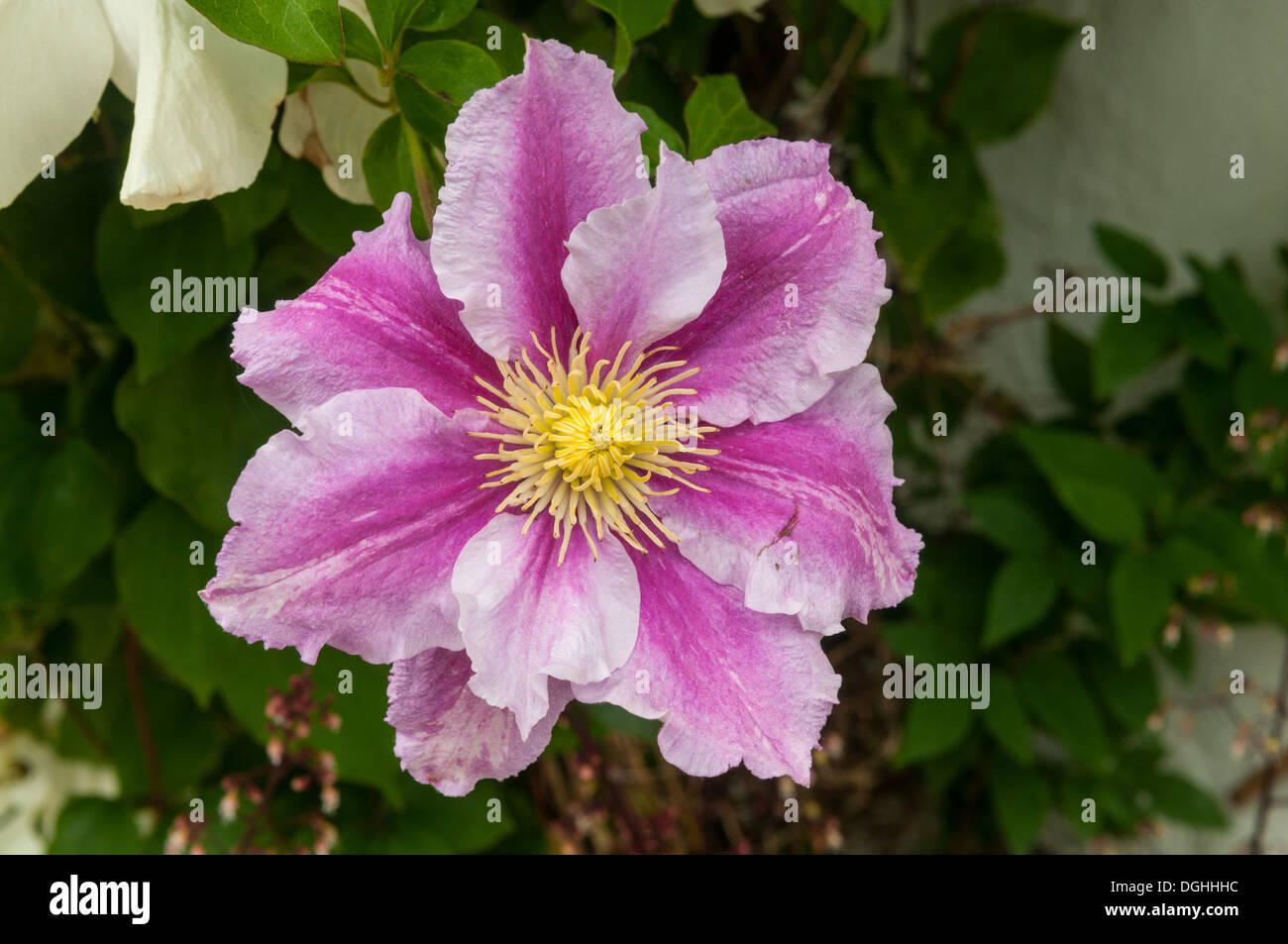Clematis 'Dr Ruppel' at Clovelly, Devon, England Stock Photo