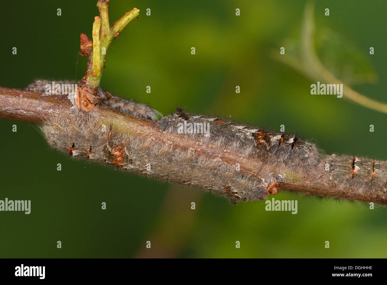 Lappet Moth (Gastropacha quercifolia) larvae, congregation on hawthorn twig, Oxfordshire, England, May Stock Photo