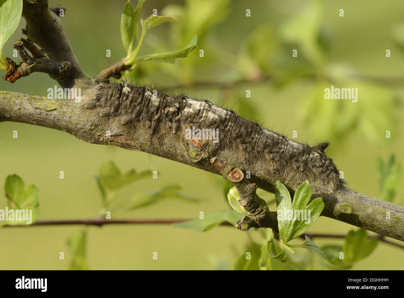 Lappet Moth (Gastropacha quercifolia) full grown larva, feeding on hawthorn, Oxfordshire, England, May Stock Photo