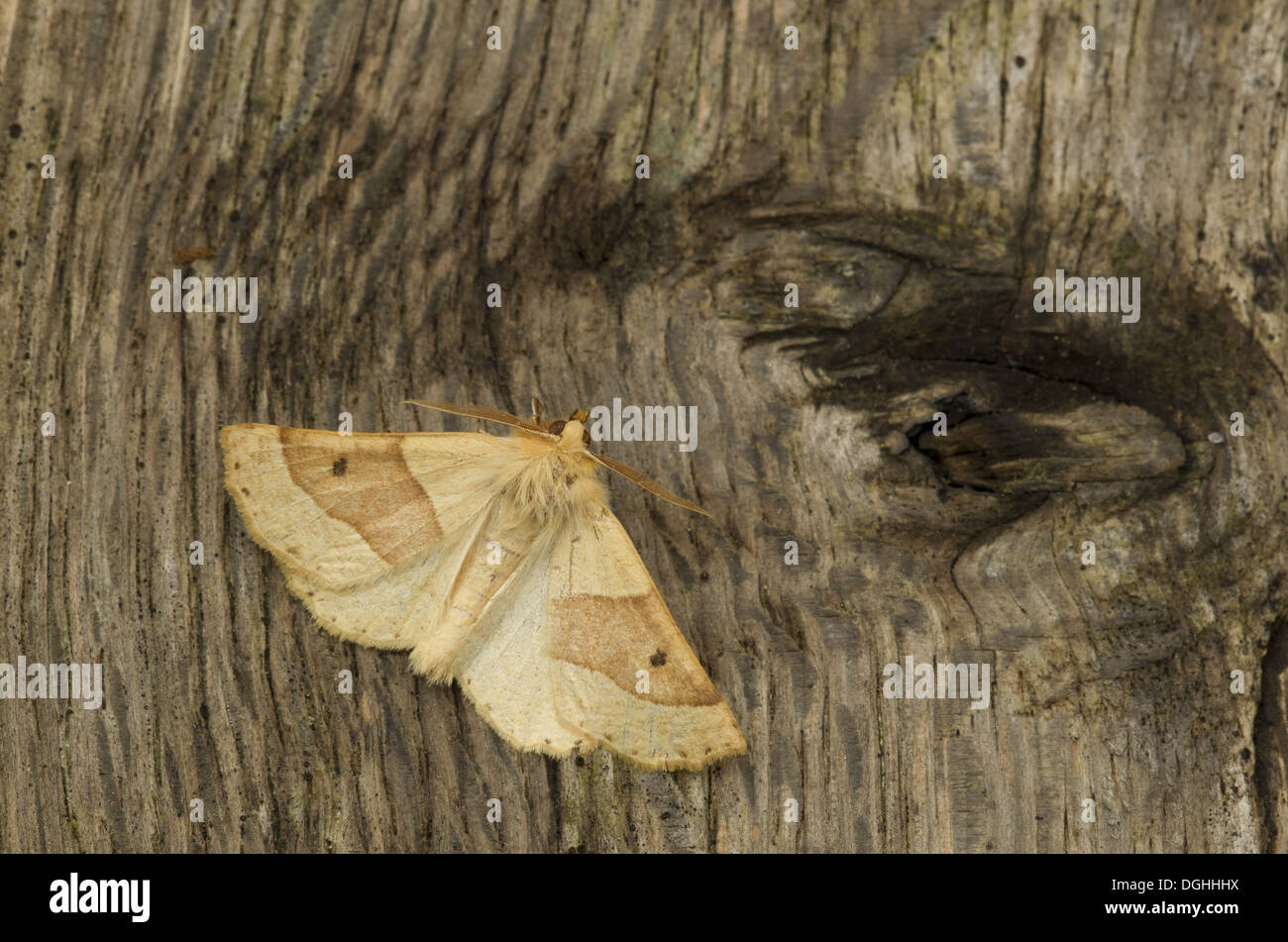 Scalloped Oak (Crocallis elinguaria) adult, resting on bark, Sheffield, South Yorkshire, England, July Stock Photo