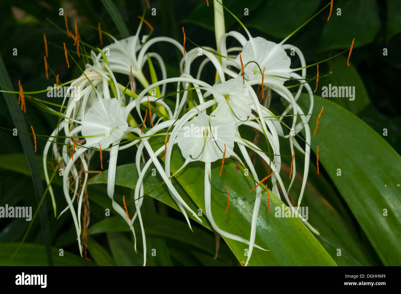 Hymenocallis X. macrostephana, Spider Lily Stock Photo