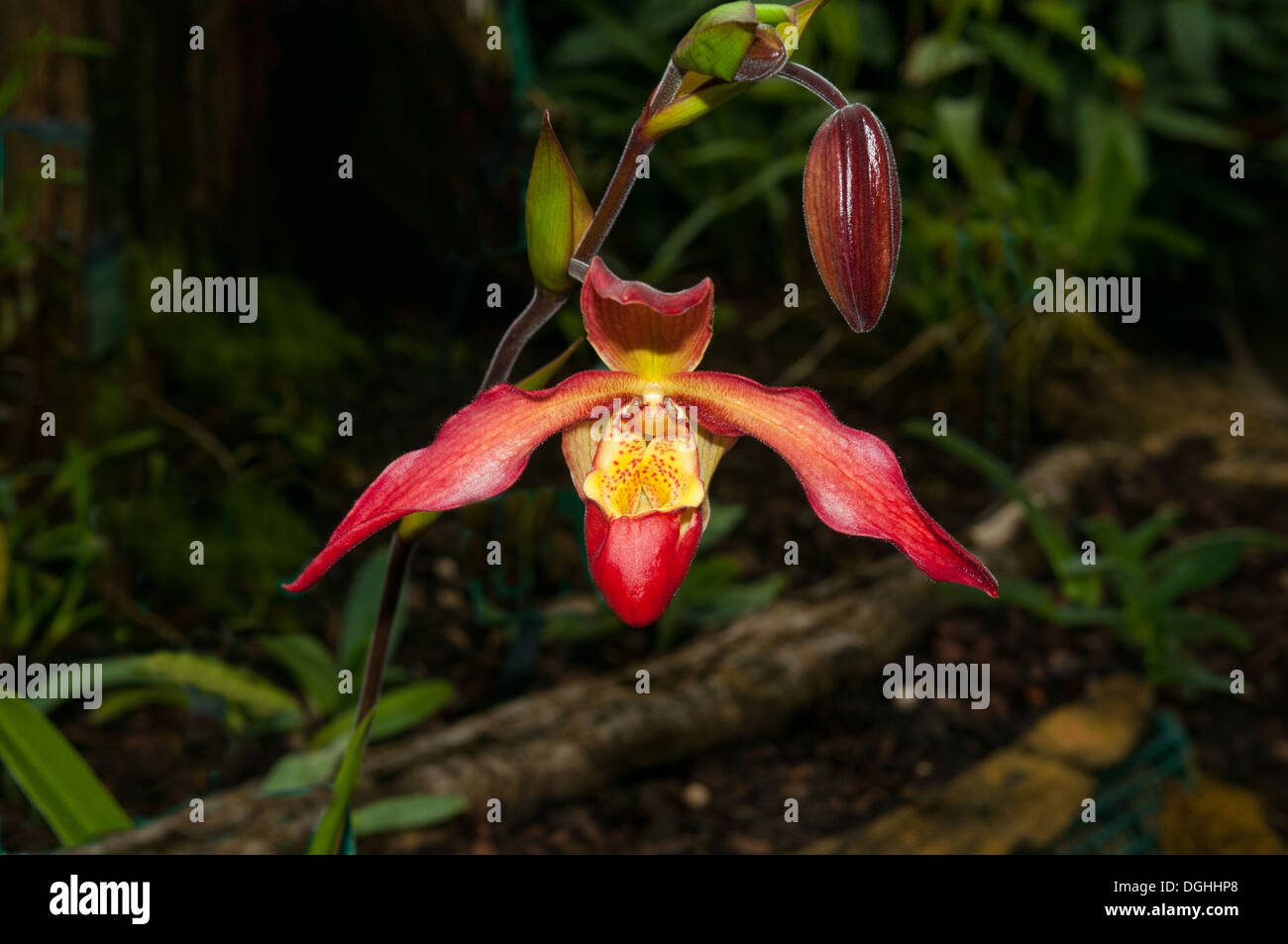 Phragmipedium 'Noirmont', Slipper Orchid Stock Photo