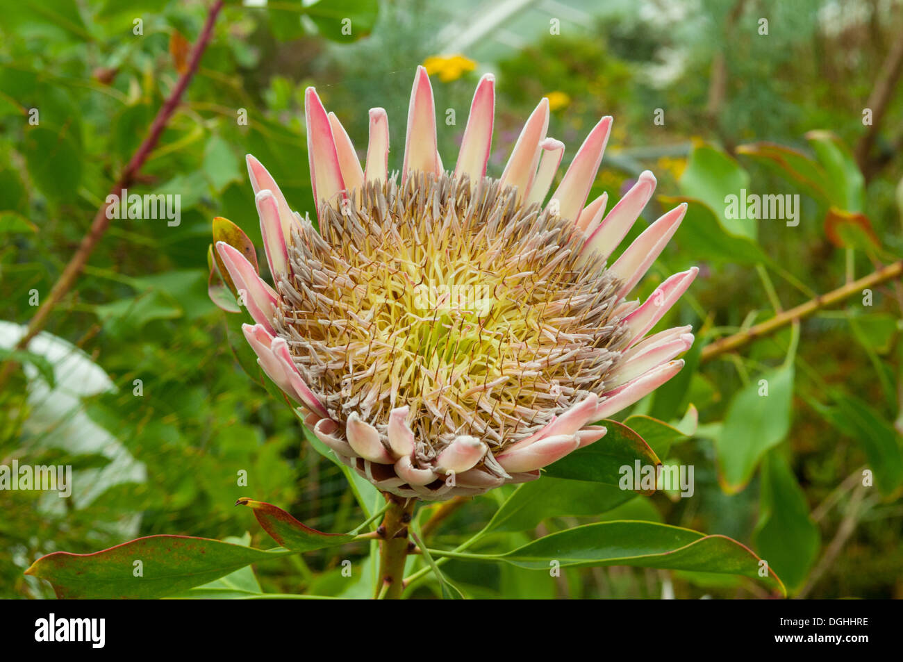 Protea cynaroides, King Protea Stock Photo