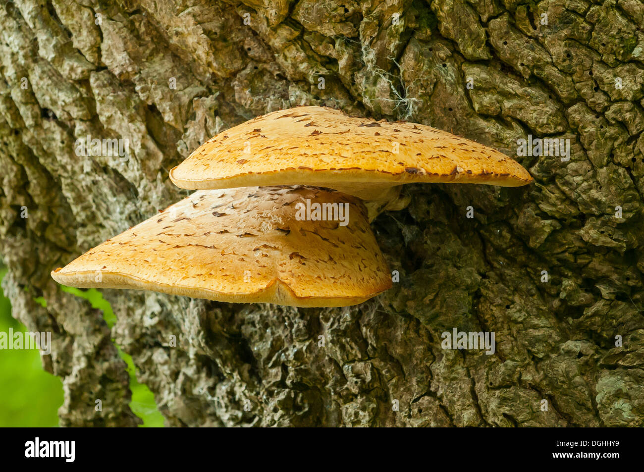 Polyporus squamosus, Dryad's Saddle at Langdale, Cumbria, England Stock Photo