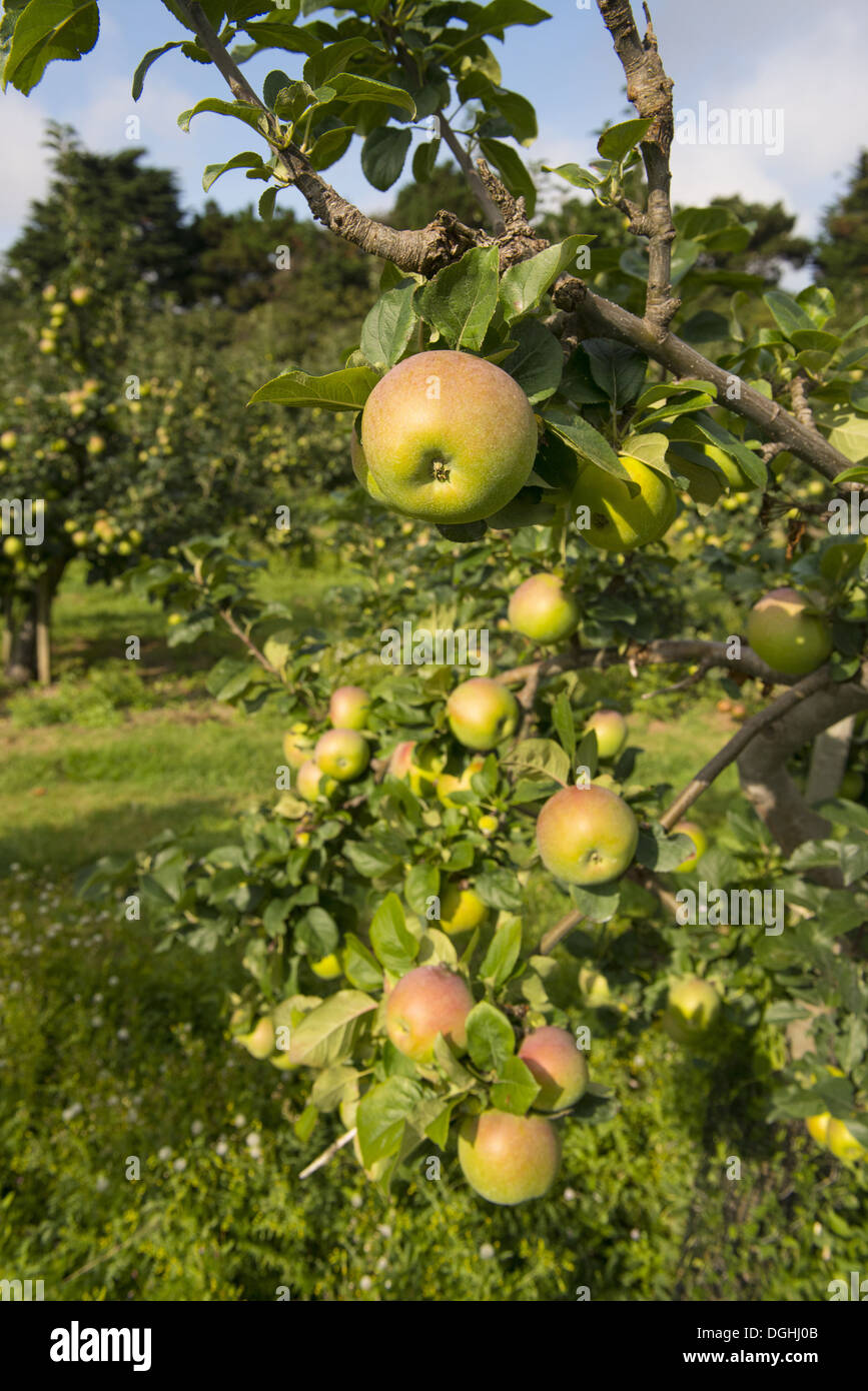 Cultivated Apple (Malus domestica) 'Howgate Wonder', close-up of fruit, on tree in orchard, England, August Stock Photo