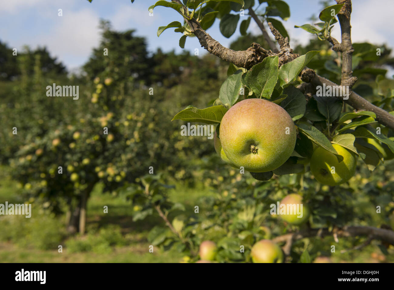 Cultivated Apple (Malus domestica) 'Howgate Wonder', close-up of fruit, on tree in orchard, England, August Stock Photo