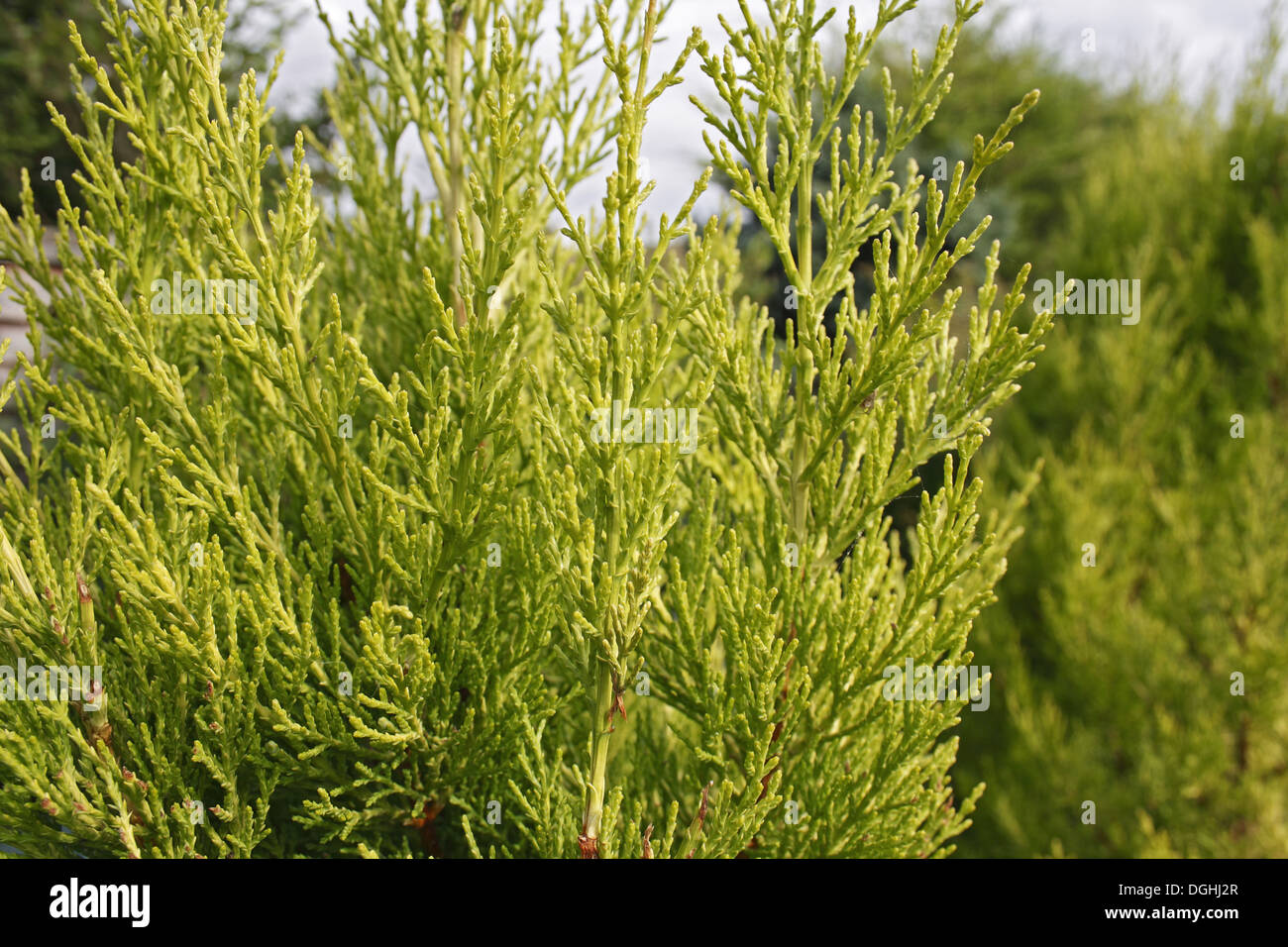 Monterey Cypress (Cupressus macrocarpa) 'Goldcrest', close-up of leaves, in garden, Suffolk, England, August Stock Photo