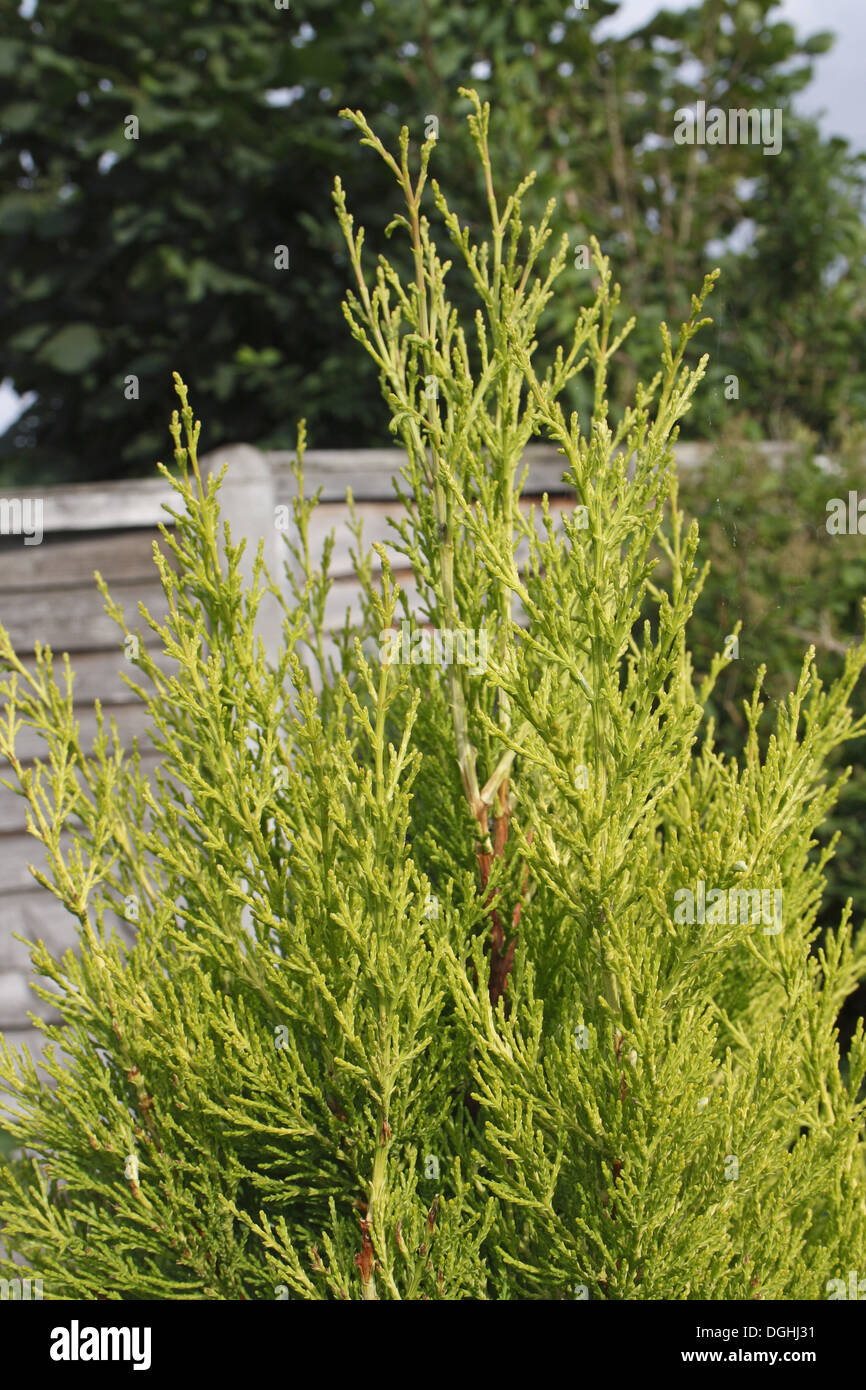 Monterey Cypress (Cupressus macrocarpa) 'Goldcrest', close-up of leaves, in garden, Suffolk, England, August Stock Photo