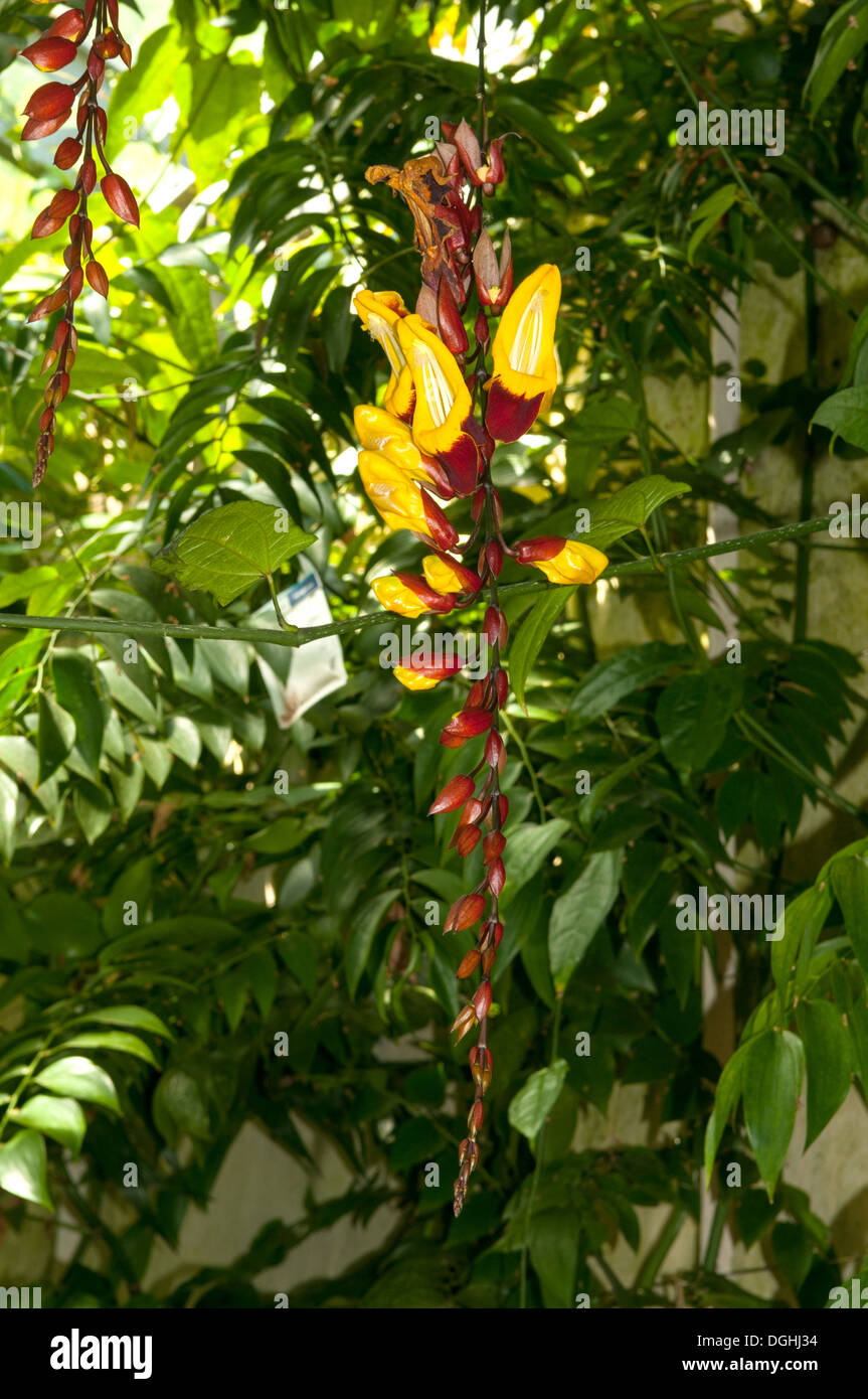 Thunbergia mysorensis, Indian Clock Vine, Oxford Botanical Gardens