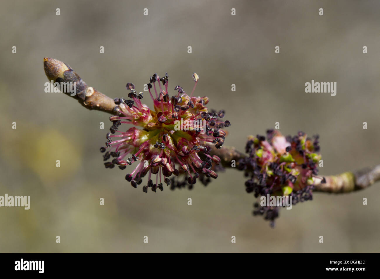 Wych Elm (Ulmus glabra) close-up of female flowers on shoot, Powys, Wales, April Stock Photo