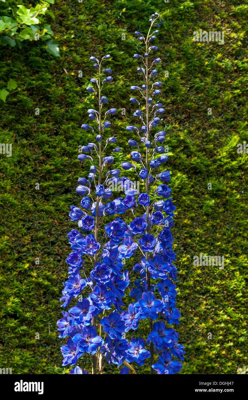 Delphinium elatum, Blue Guardian Larkspur, Hidcote Manor Gardens Stock Photo