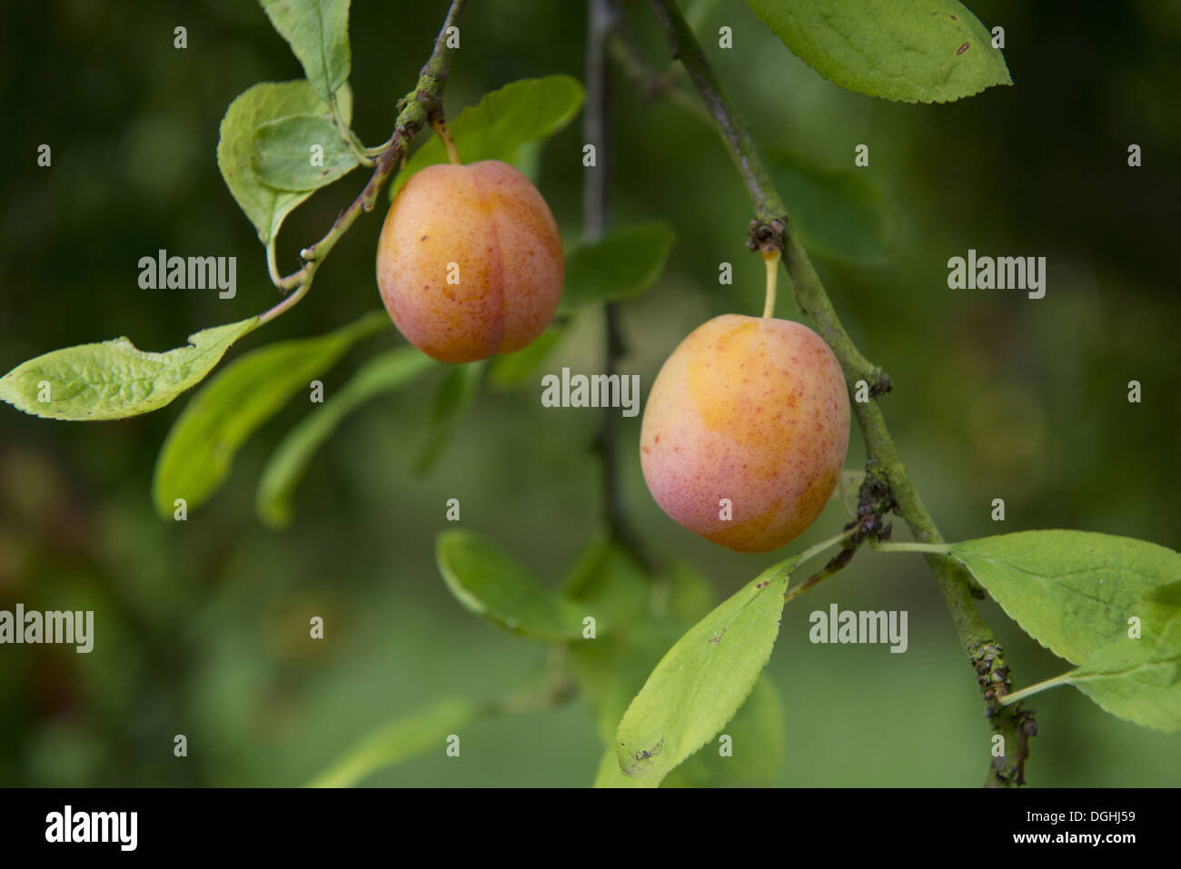 Plum (Prunus domestica) 'Early Laxton', close-up of ripe fruit, growing in orchard, Norfolk, England, August Stock Photo