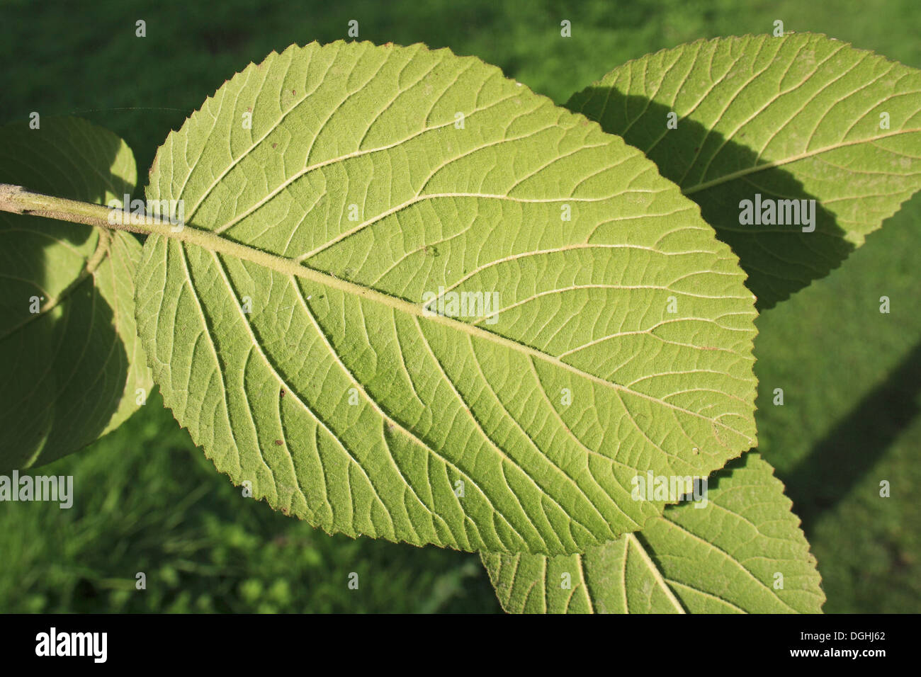 Wayfaring Tree (Viburnum lantana) closeup of leaf underside growing in