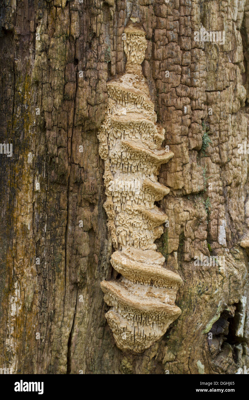 Oak Mazegill (Daedalea quercina) fruiting bodies, growing on oak gatepost, Powys, Wales, February Stock Photo