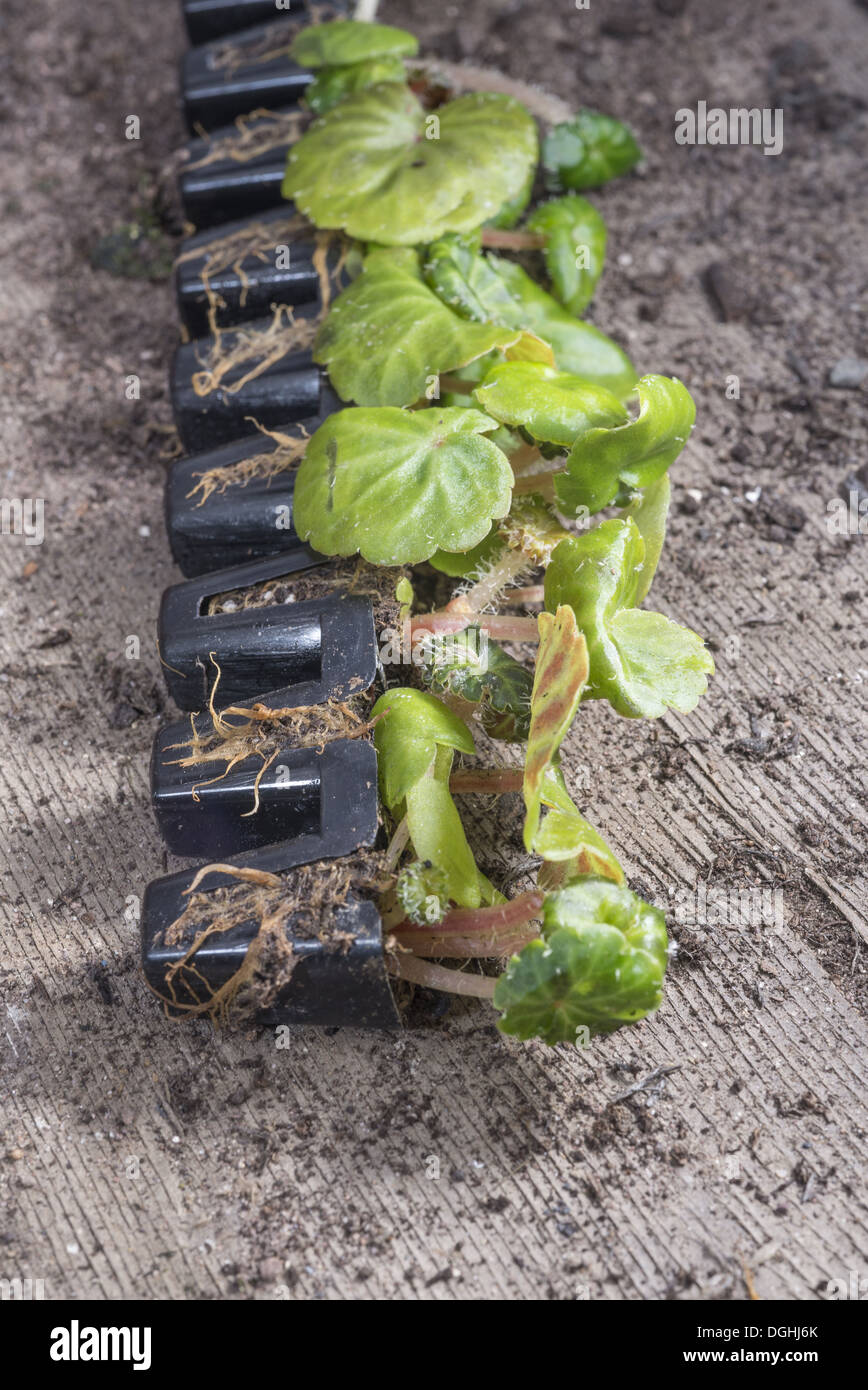 Cultivated Begonia (Begonia sp.) planting plugs in greenhouse, Chipping, Lancashire, England, May Stock Photo