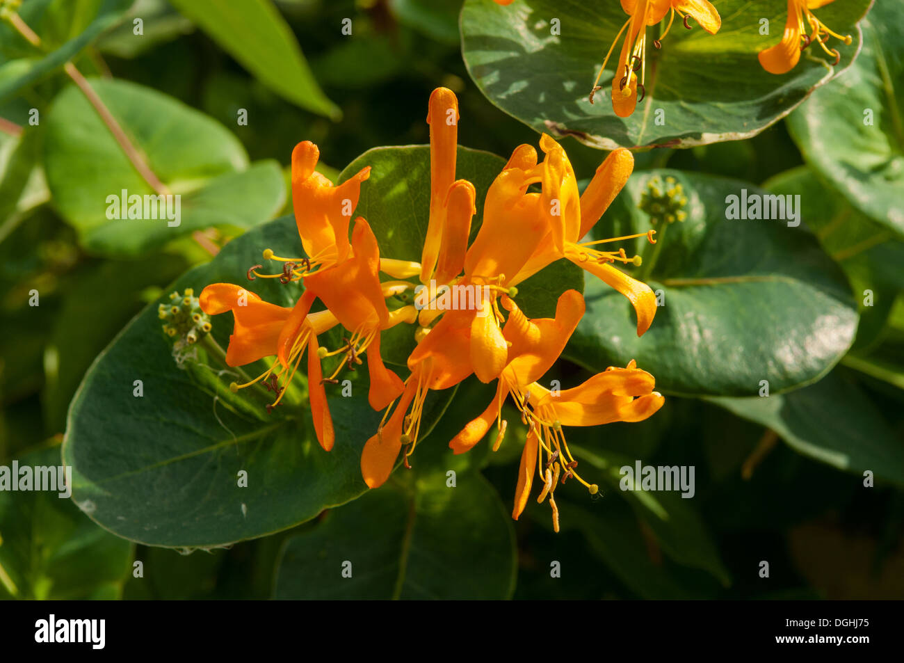 Honeysuckle lonicera horizontal landscape hi-res stock photography and  images - Alamy