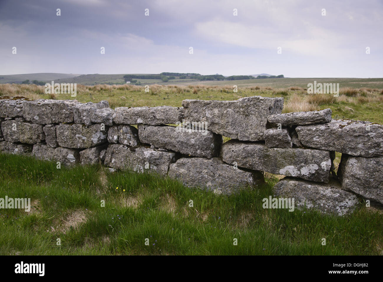 Drystone wall on moorland, Dartmoor, Devon, England, June Stock Photo
