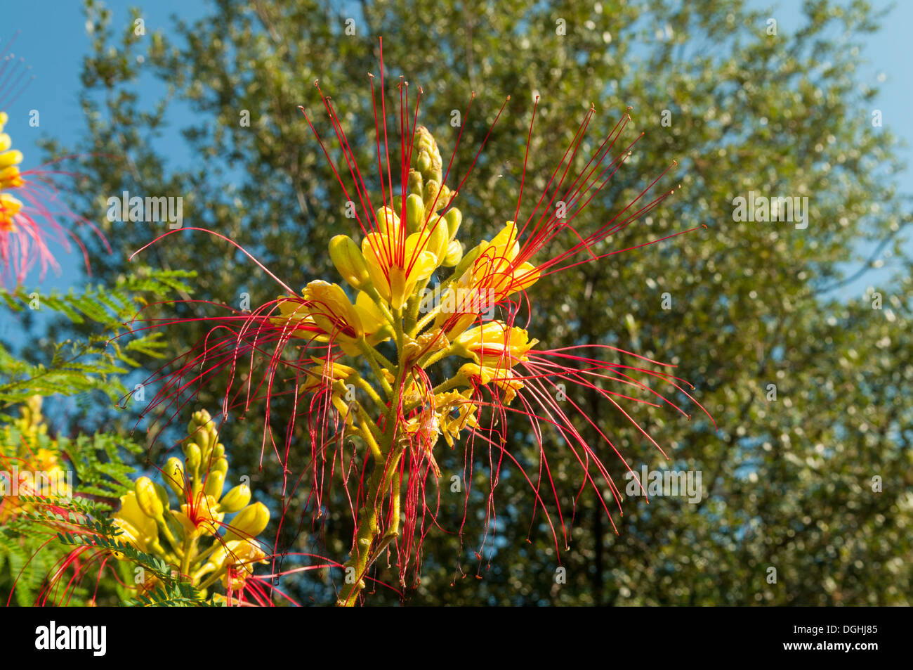 Caesalpinia gilliesii, Yellow Bird of Paradise in San Gimignano, Tuscany, Italy Stock Photo